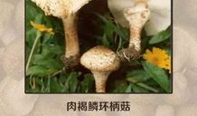 蘑菇爆料网每日爆料黑料吃瓜,每日黑料揭秘，吃瓜群众狂欢时刻